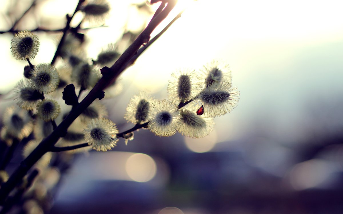 Верба картинки на рабочий стол