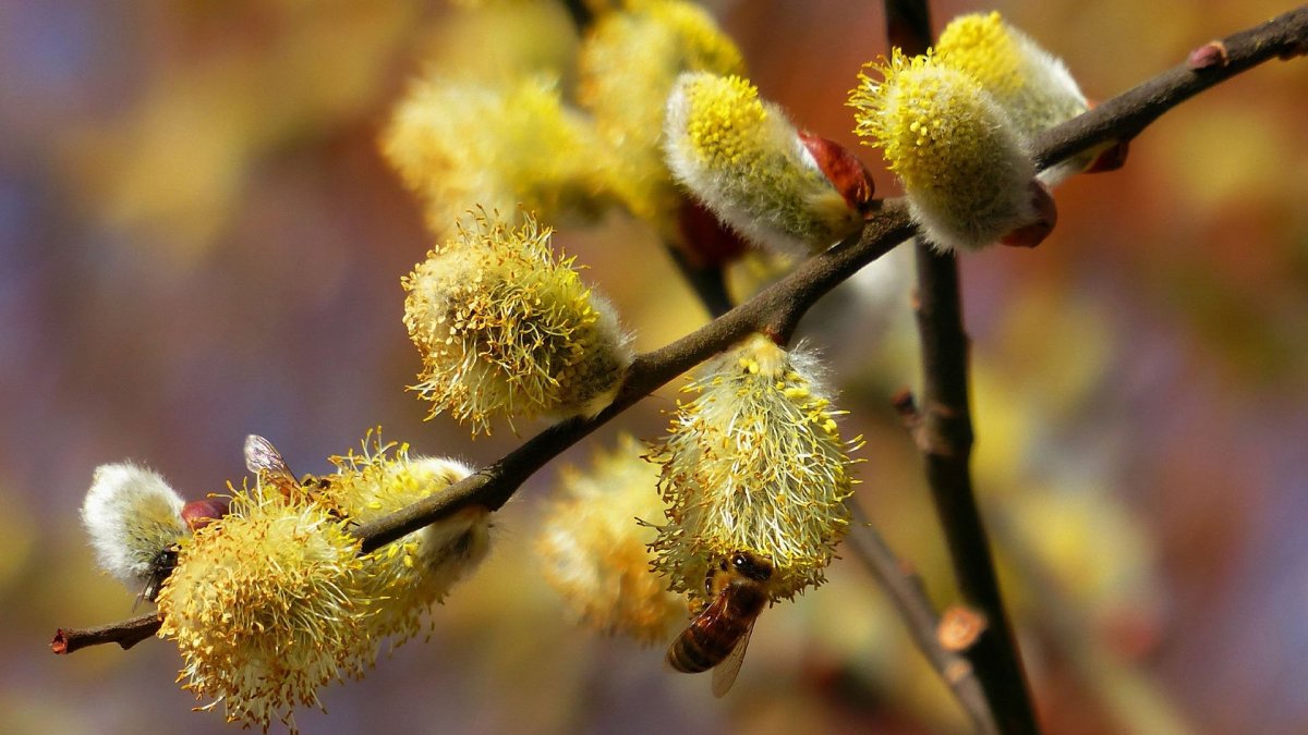 Цветущая Верба