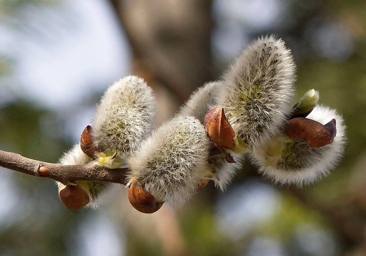 Весна пришла Верба