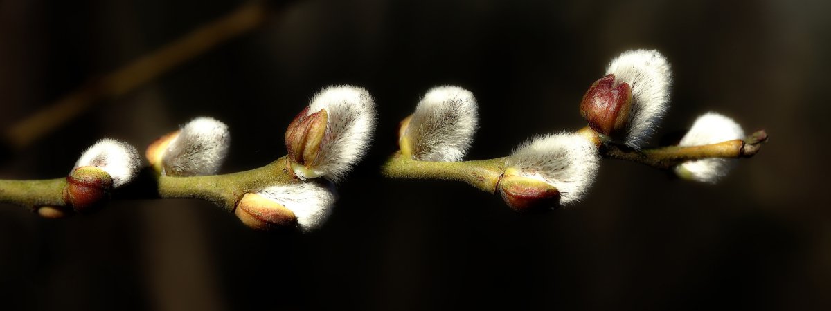 Цветение вербы