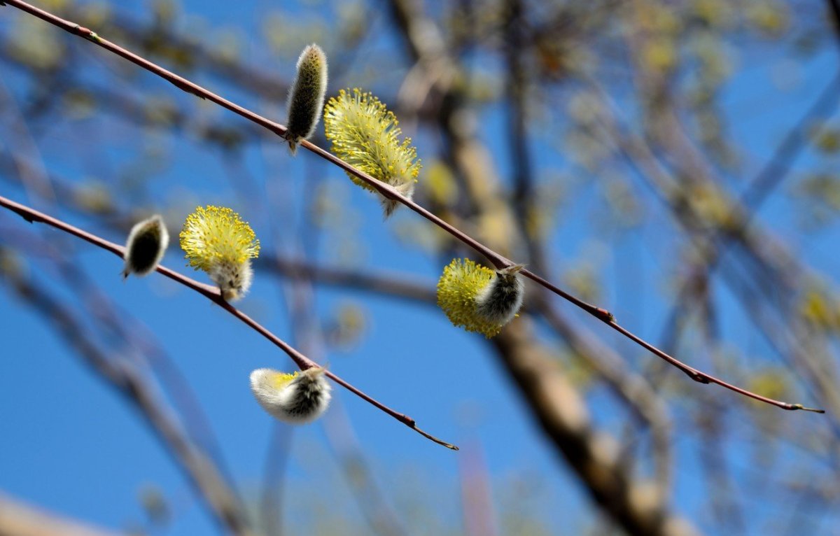 Ветка макро кокон на темном фоне