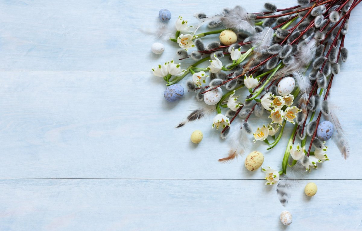 Верба макро