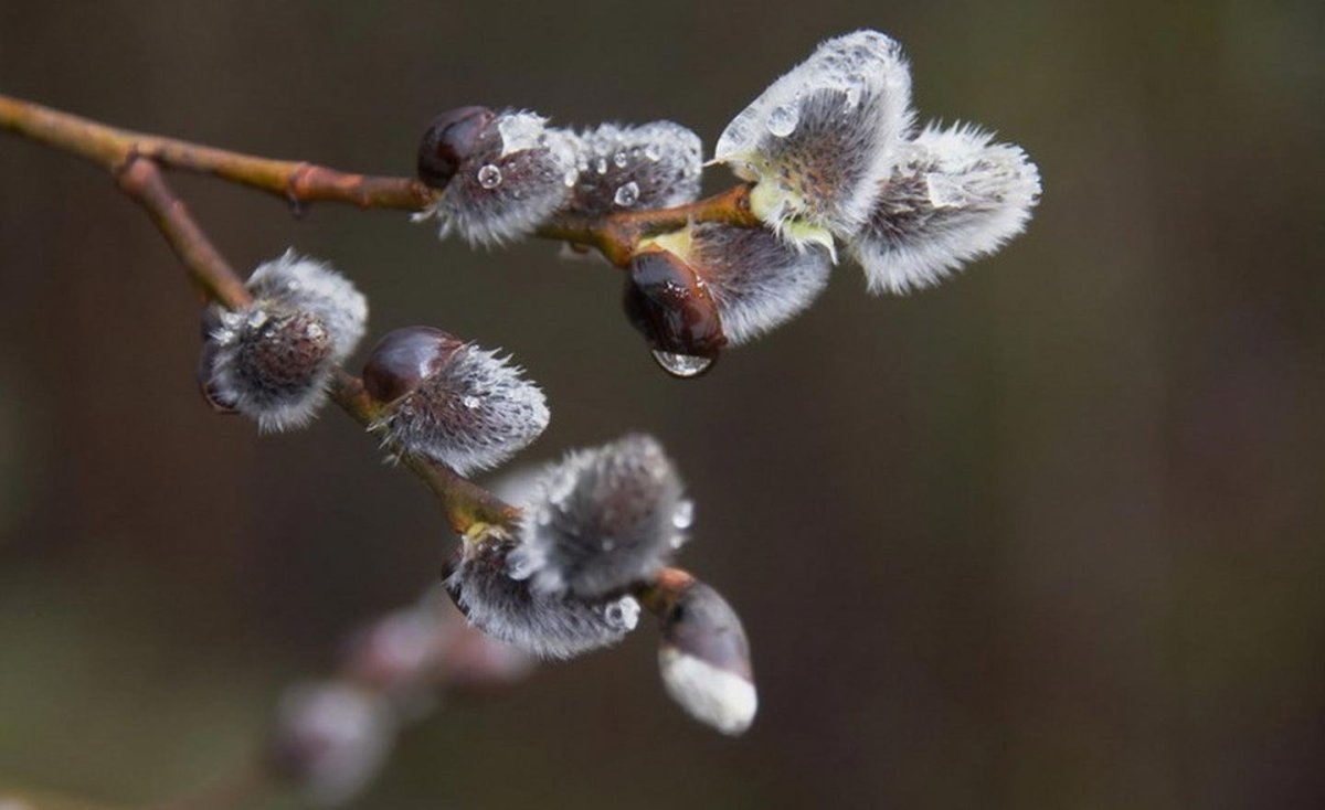 Филарета Верба