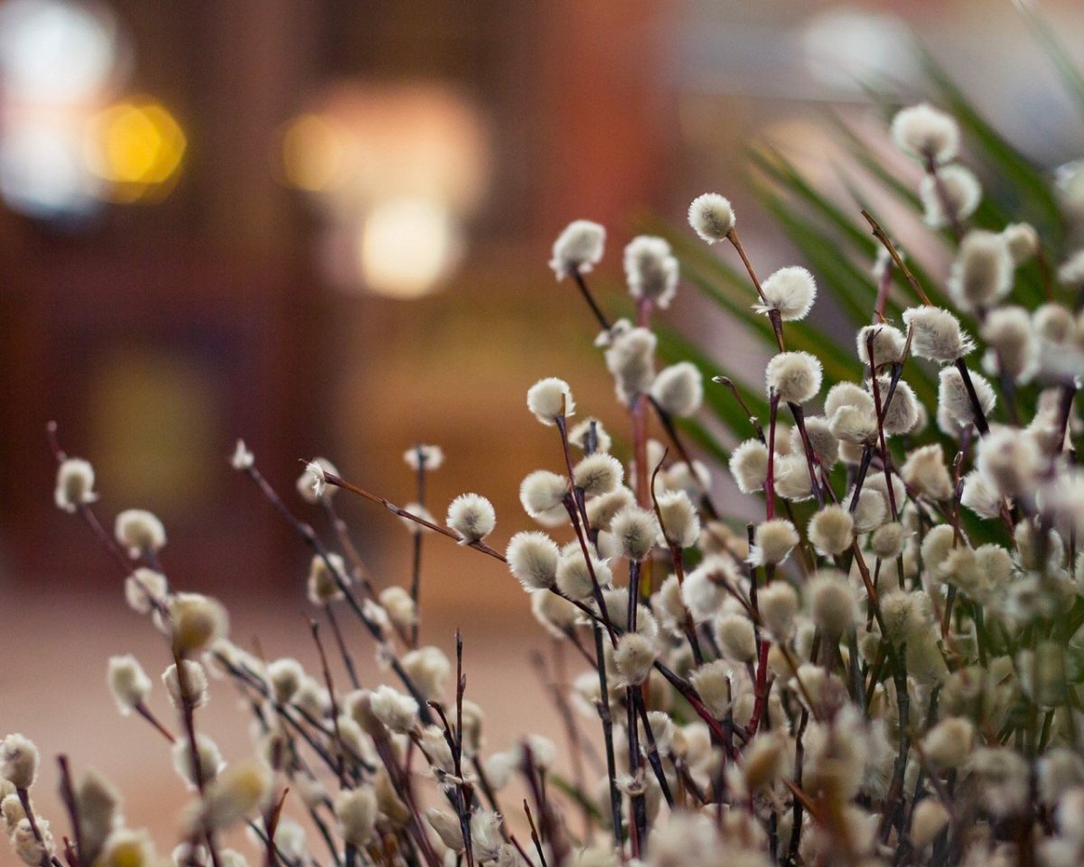 Весна Верба