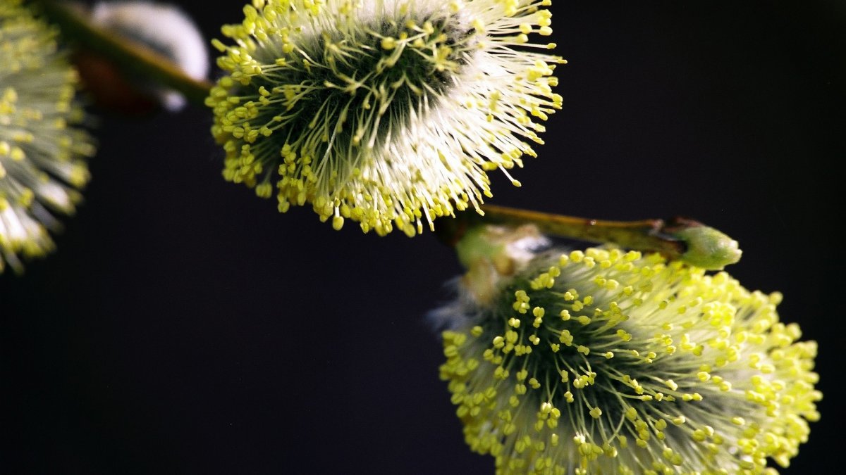 Весна Верба