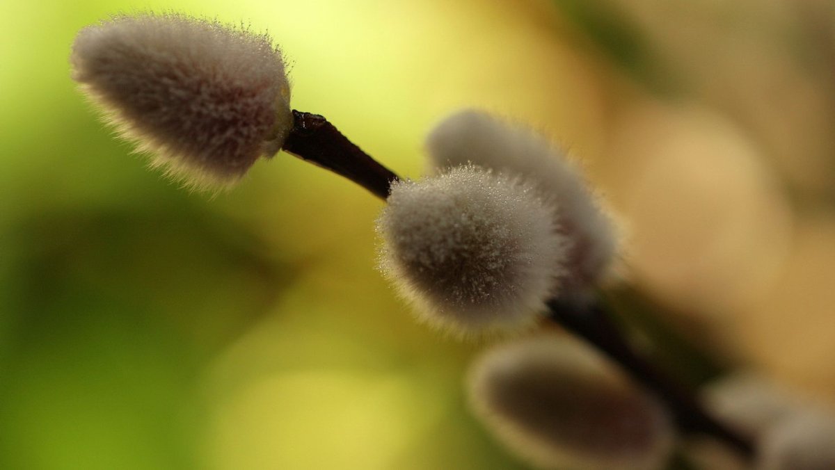 Ива соцветие