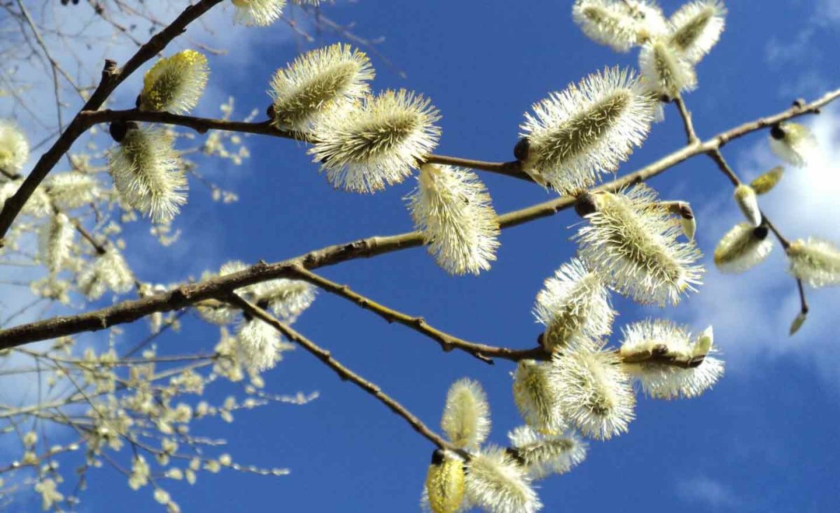 Грузинская Верба