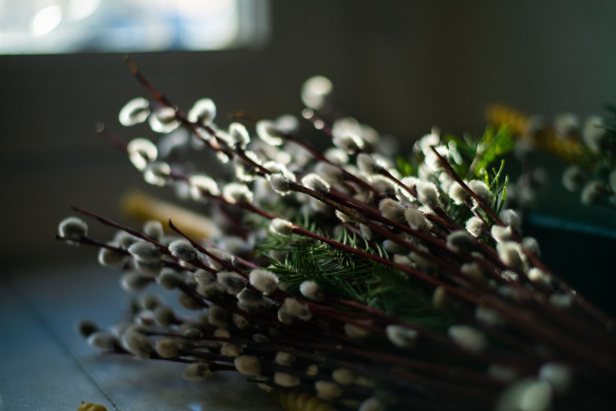 Ветка вербы