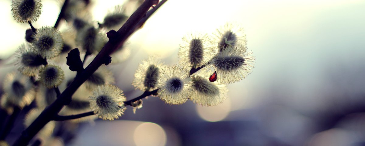 Пушистая ветка вербы