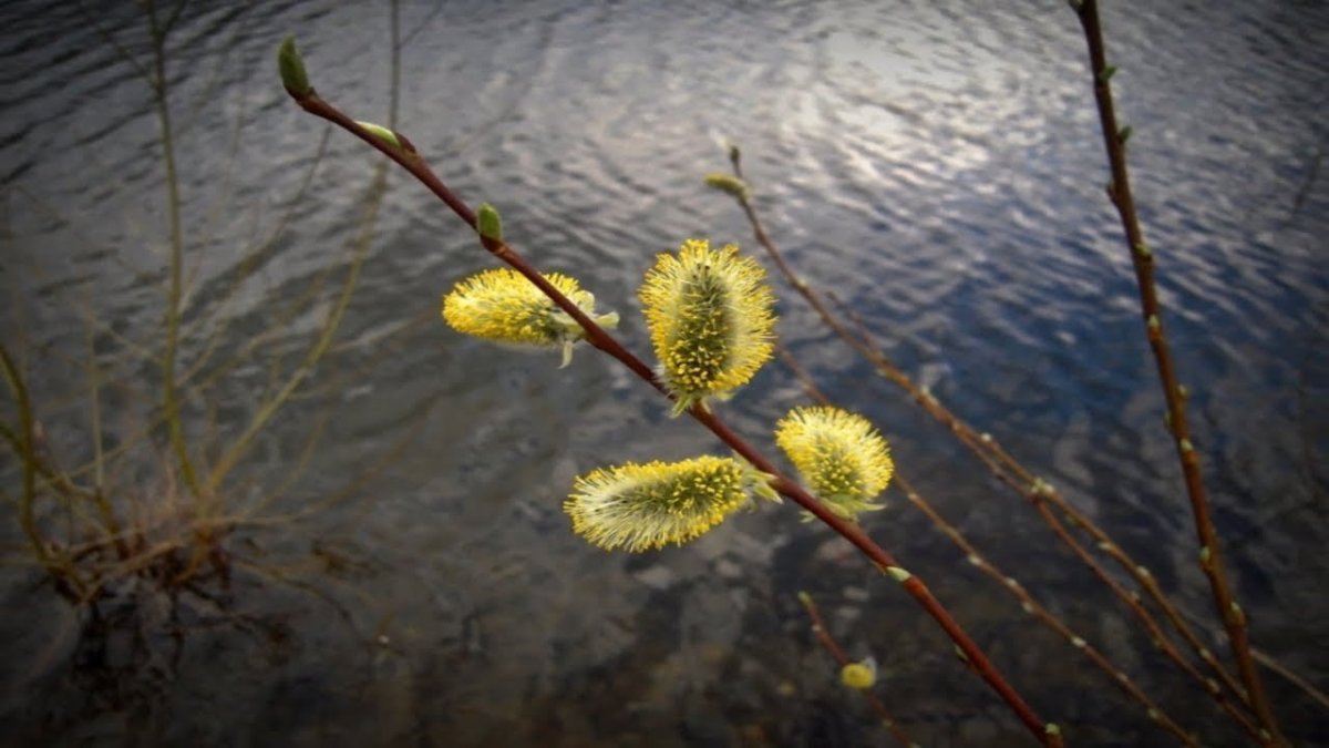 Пасха яйца Верба