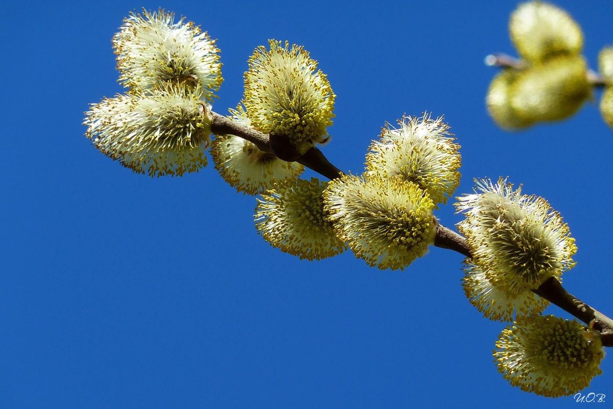 Цветущая Верба