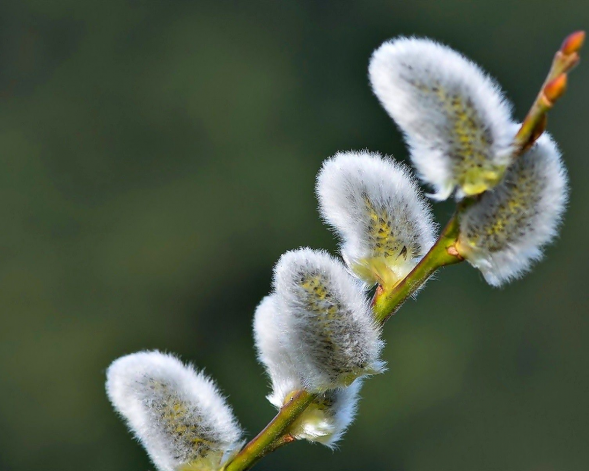 Верба у реки