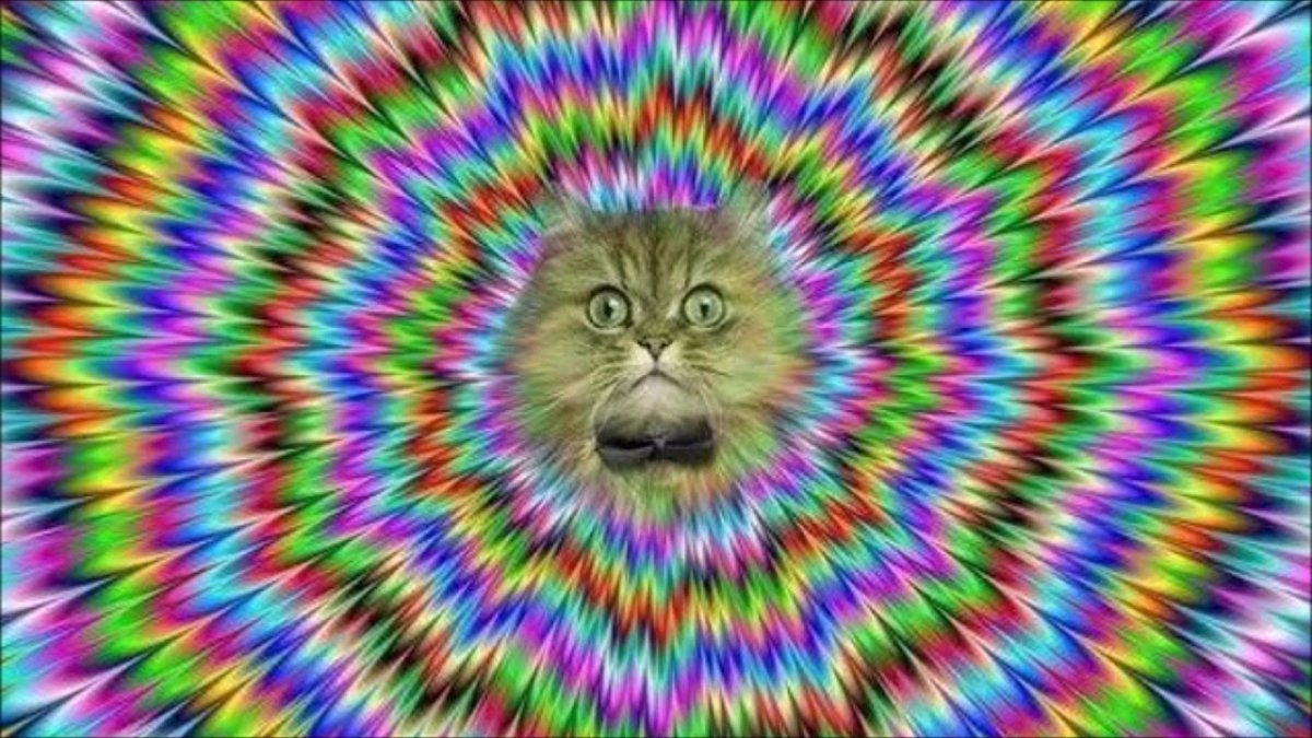 Кот гипнотизирует