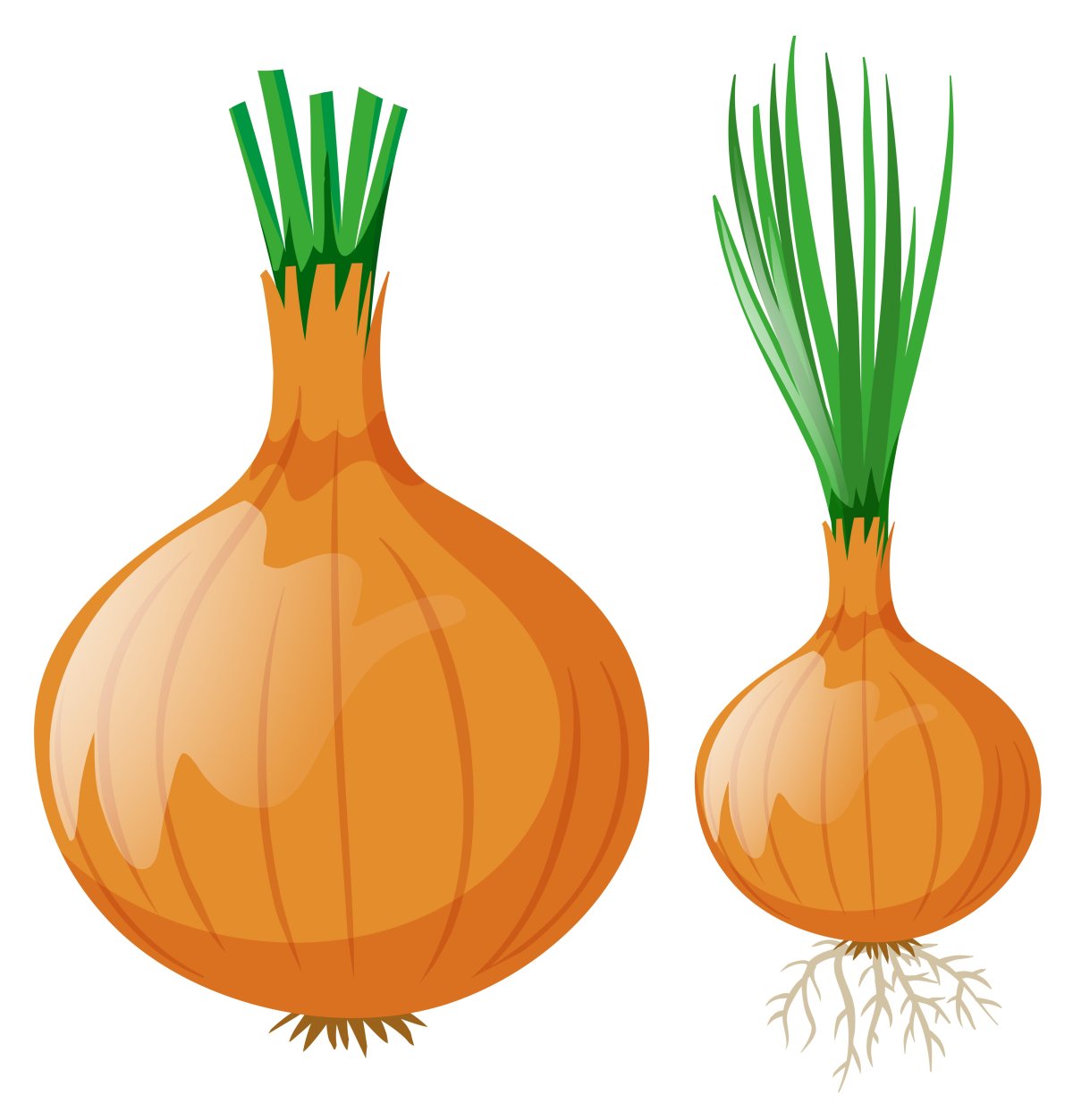 Листья луковицы