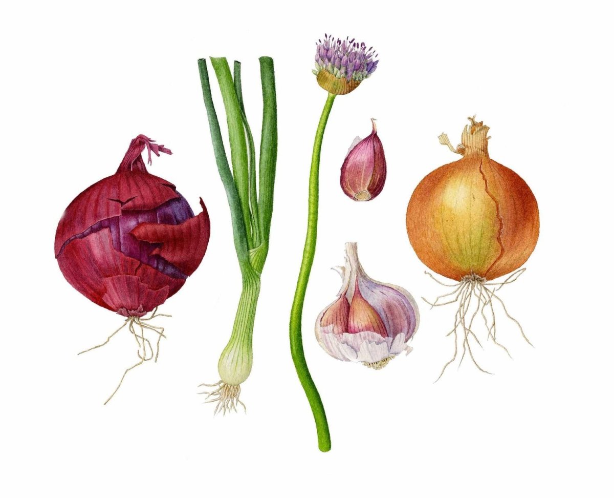 Семейство Лилейные лук репчатый