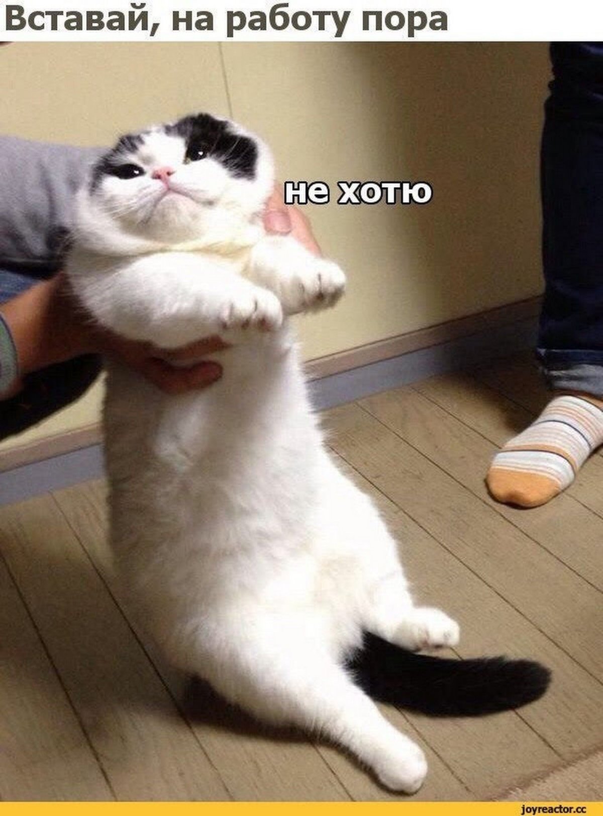 Вставай на работу пора