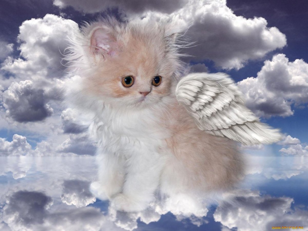 Кот с нимбом