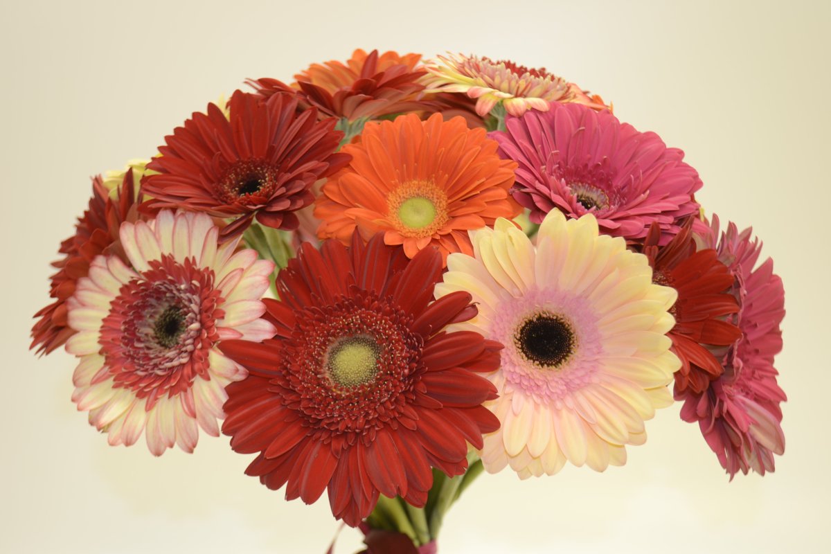 Гербера Авиньон