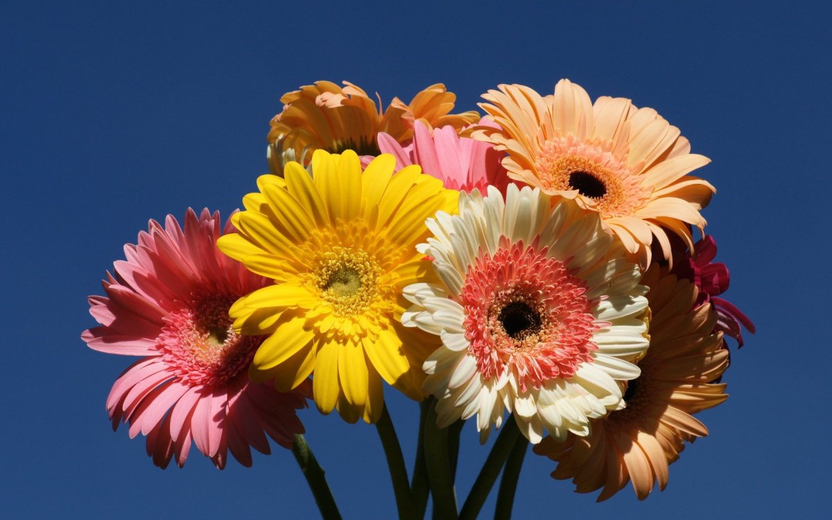 Гербера блиндейт