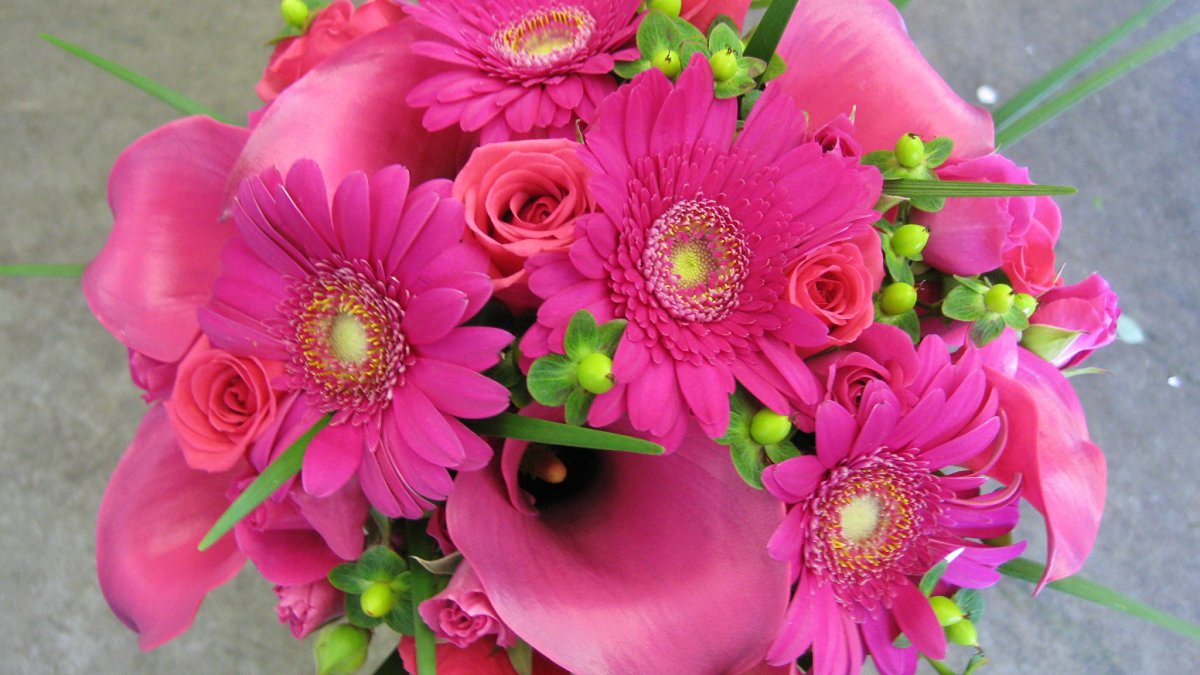 Гербер живой цветок