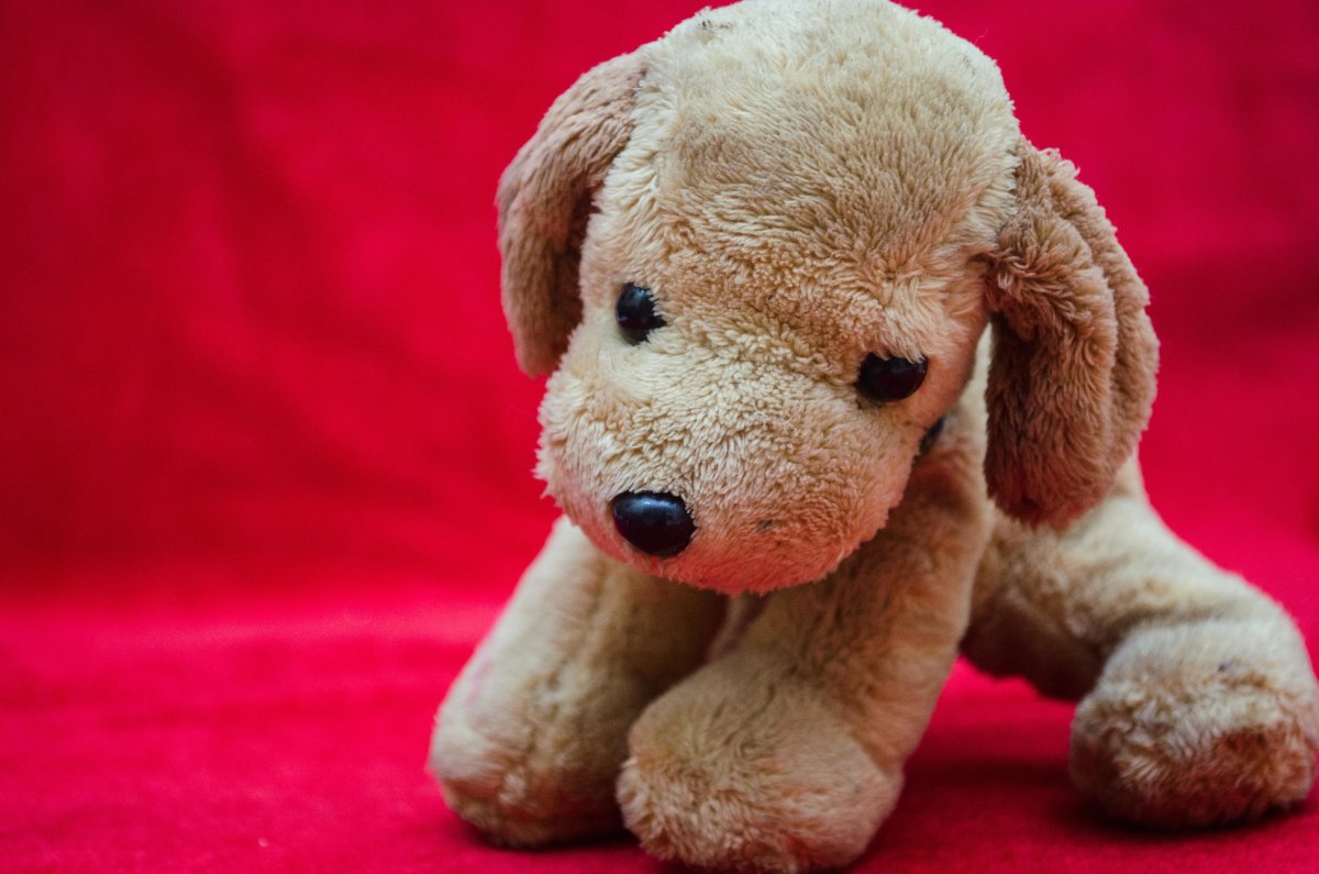 Моя любимая игрушечная собака