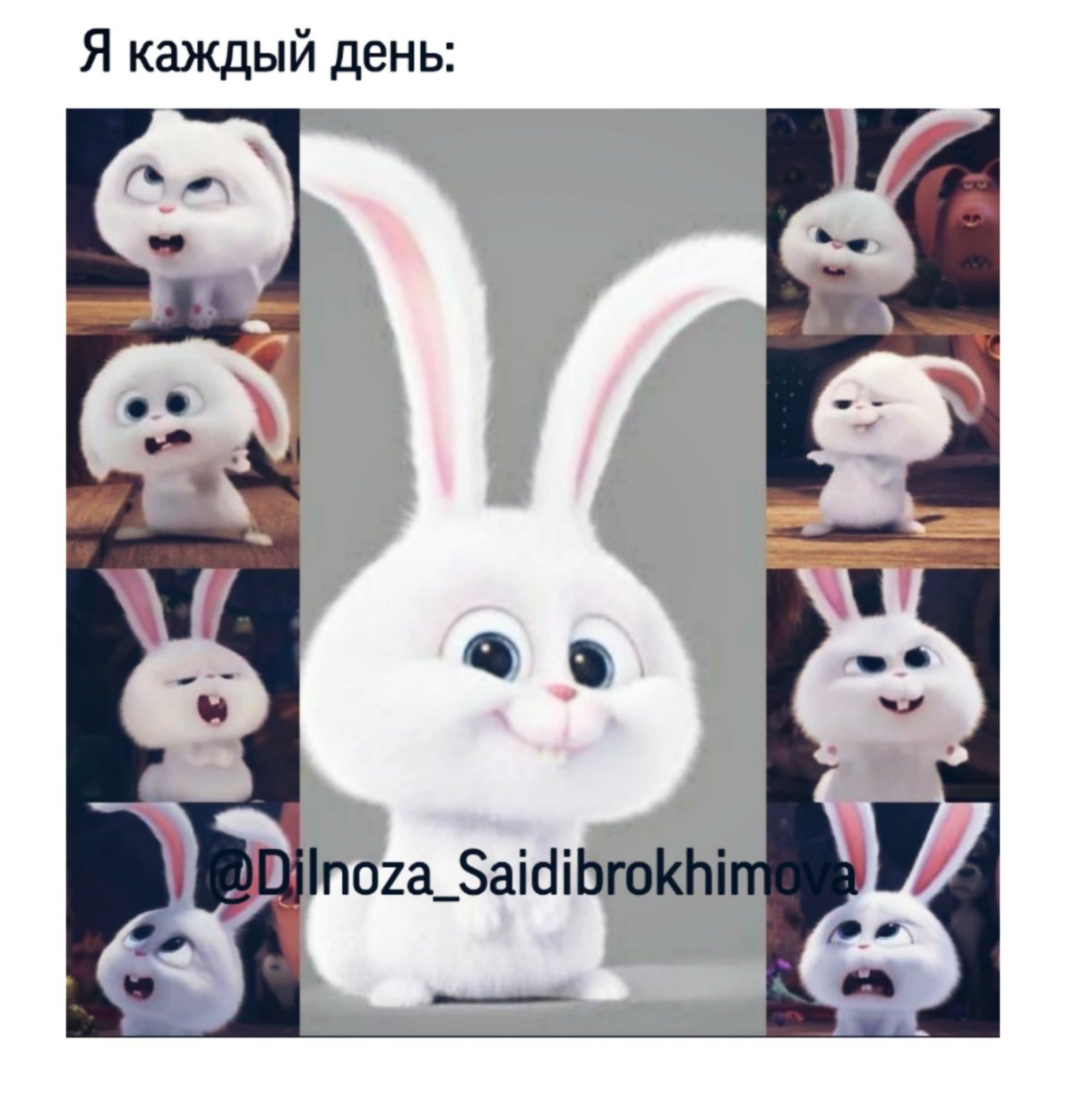 Тайная жизнь домашних животных кролик злой