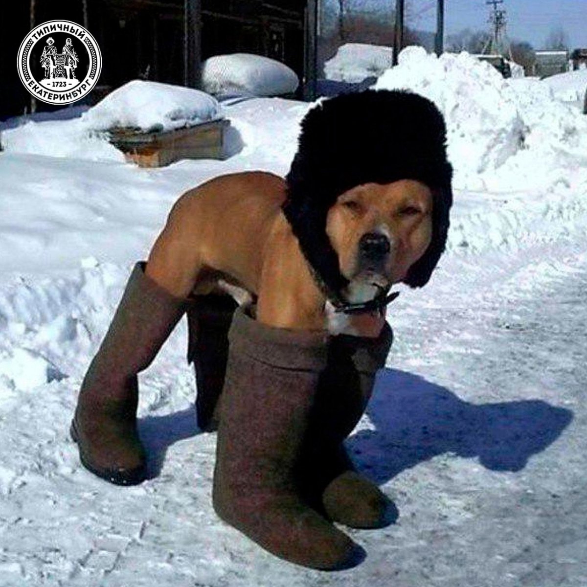 Самые смешные Снеговики