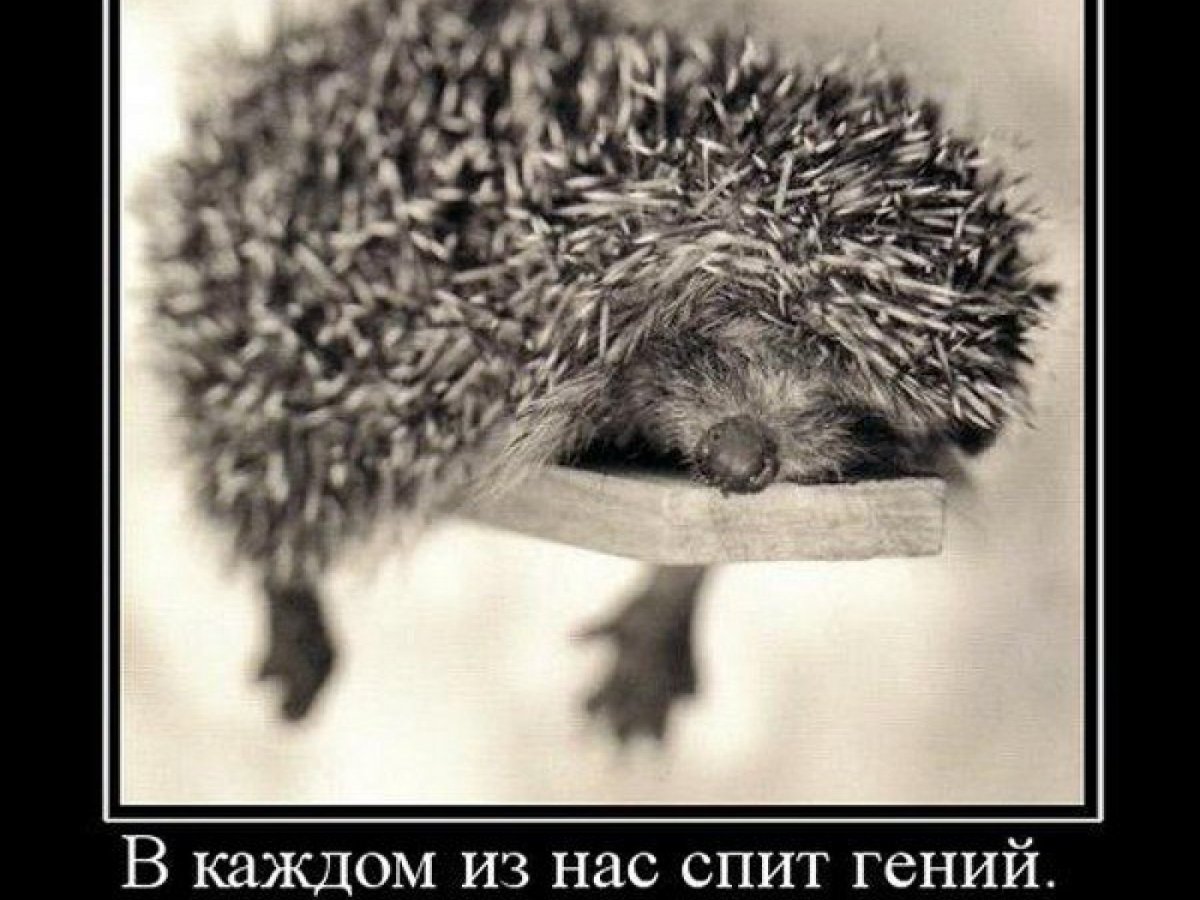 Ежик с шариком