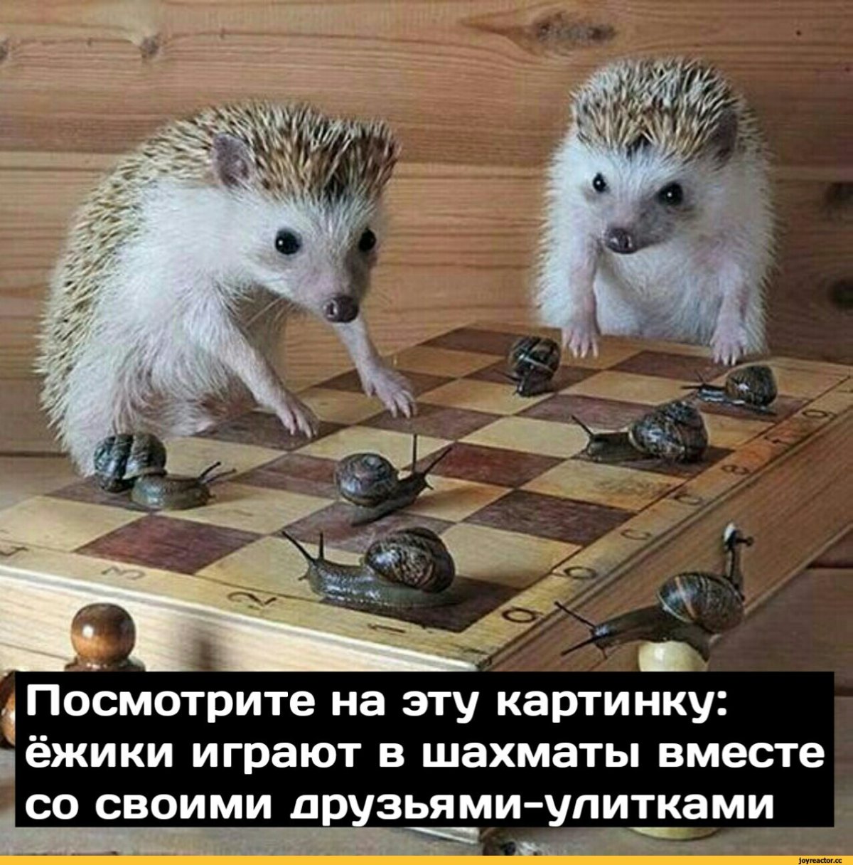 Улыбнись новому Дню