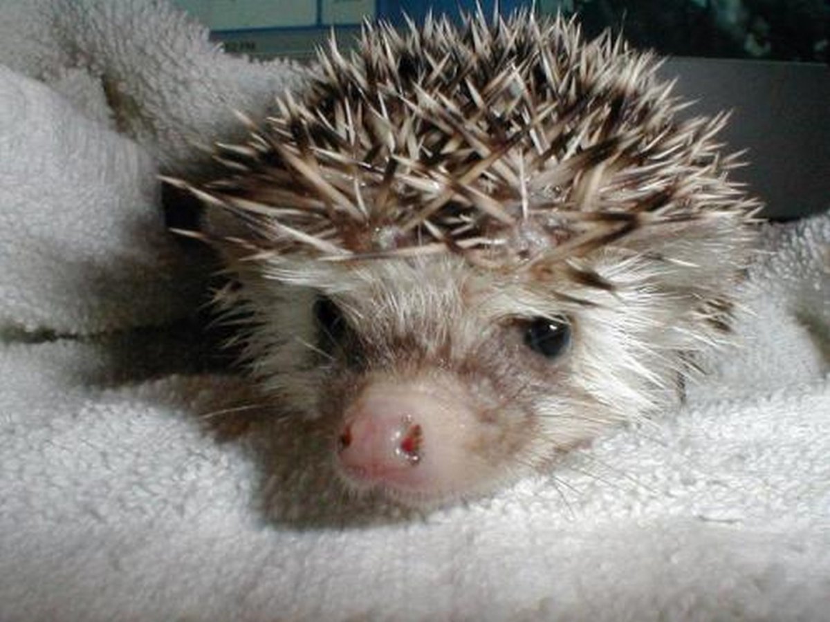 Мокрый Ежик
