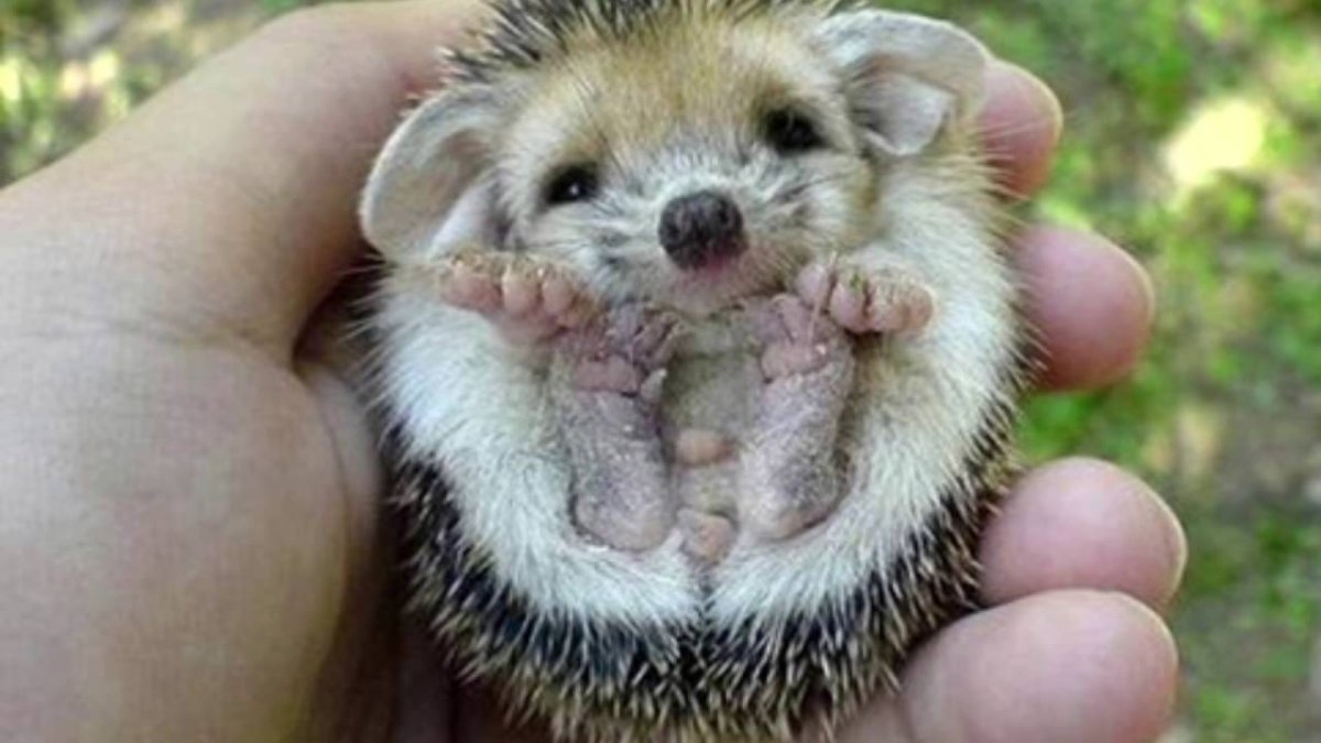 Малагасийский орангутановый еж