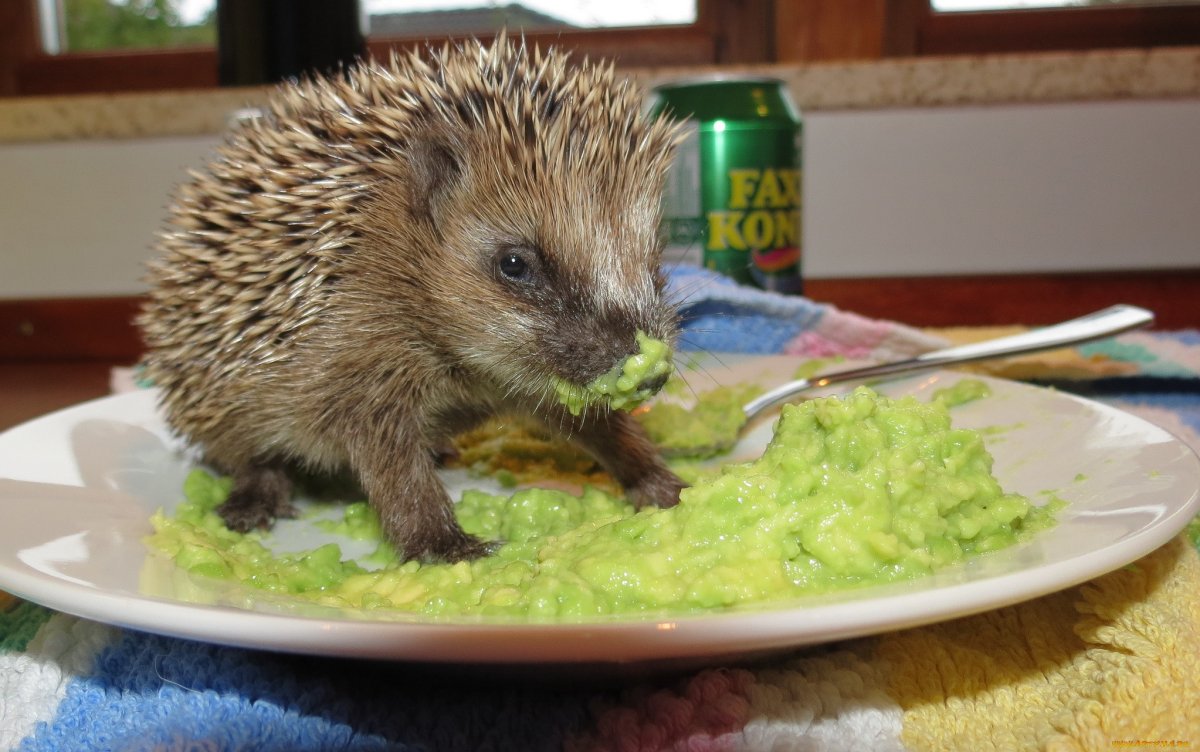 Пьяный Ежик