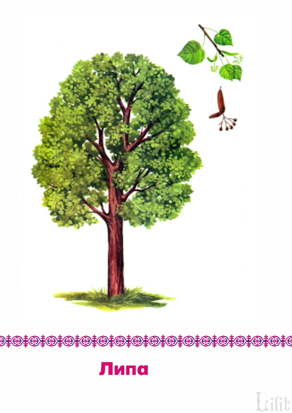 Липа дерево рисунок