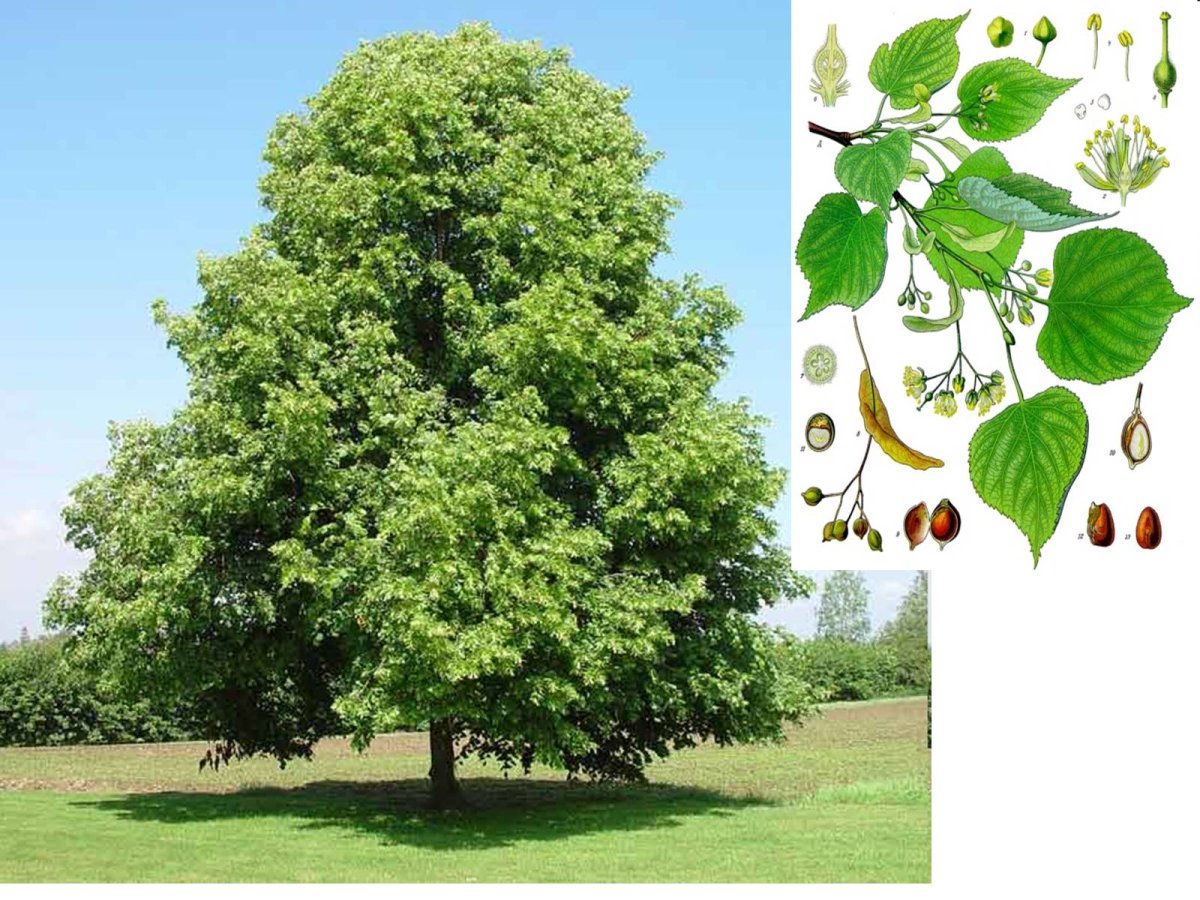 Липа Сибирская