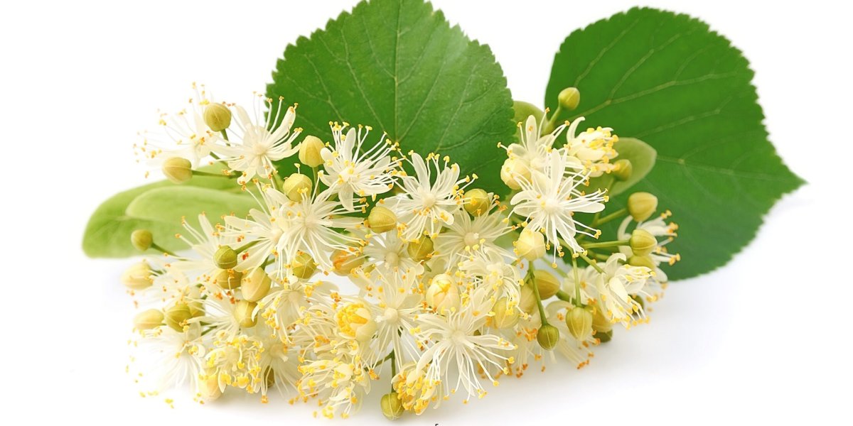 Цвет липовый фото одежда