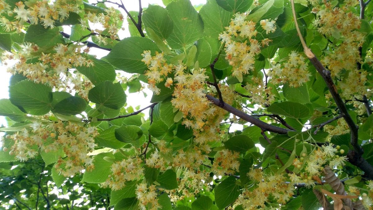 Липа рисунок