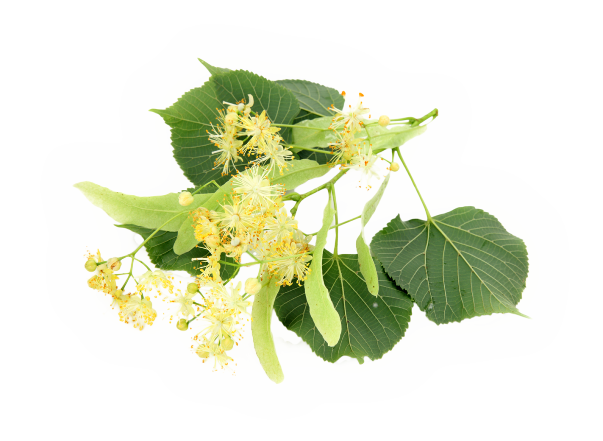 Липа крупнолистная Весна