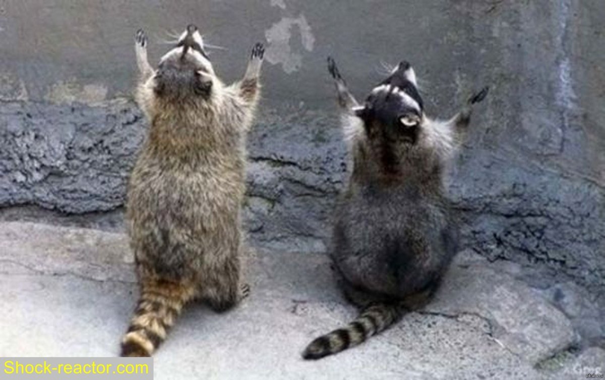 Господи избавь мир от идиотов