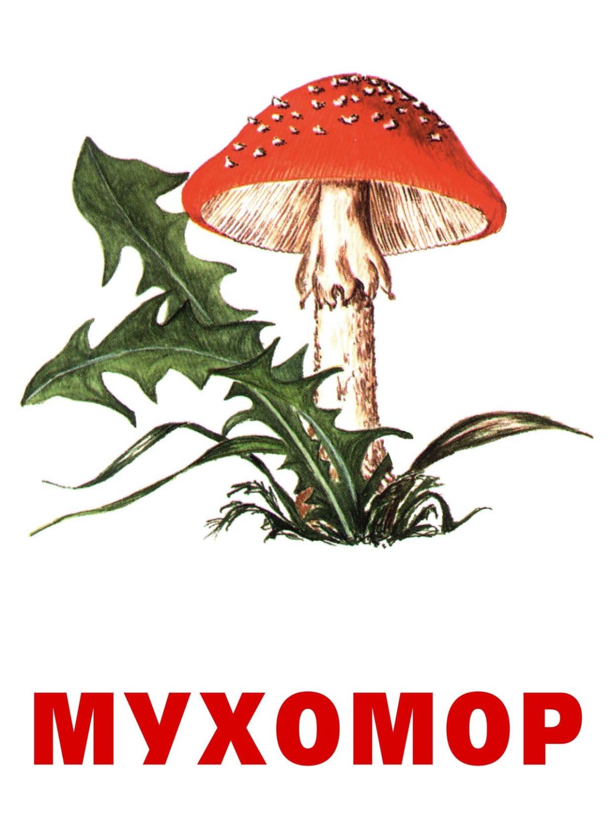 Басня грибы Михалкова