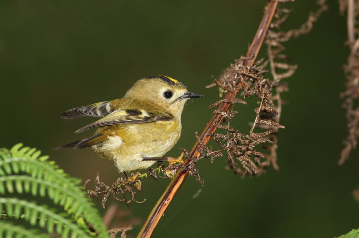Королек птенец