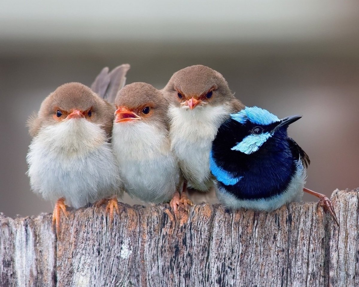 Маленькие птички смешные
