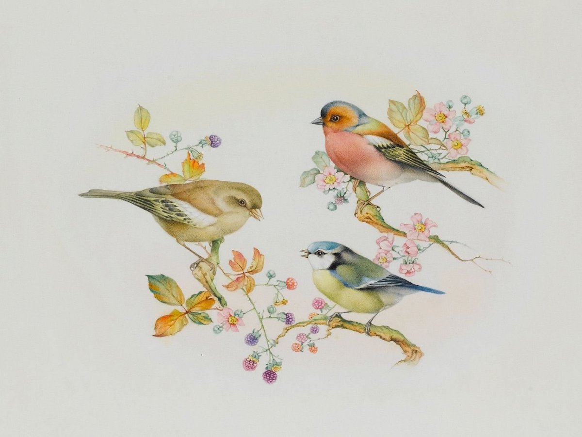 Птички на ветке акварель