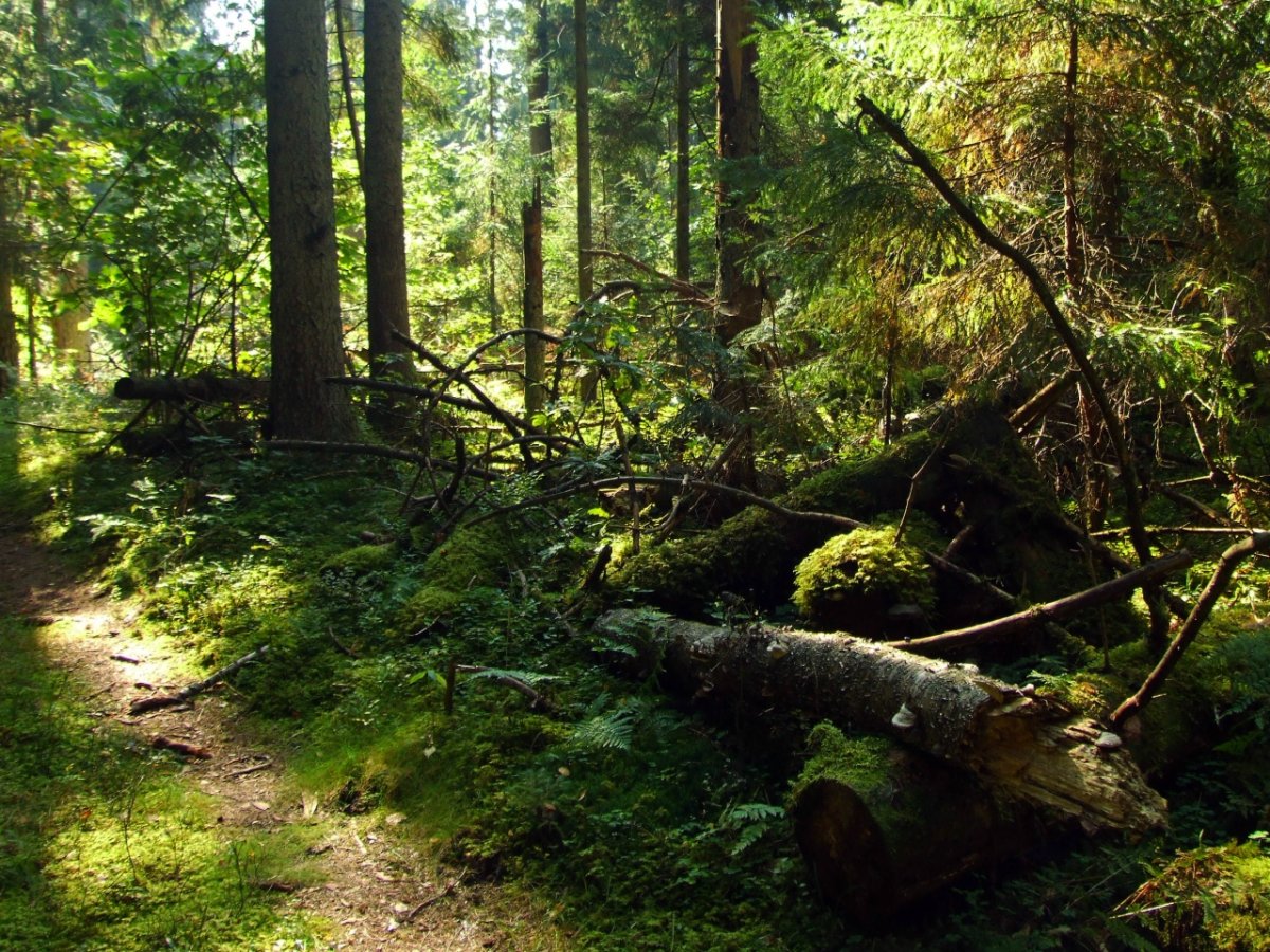 Чащоба дебри