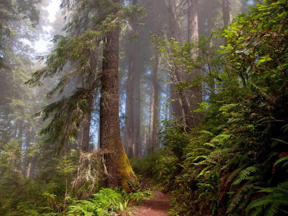 Густой Сосновый лес