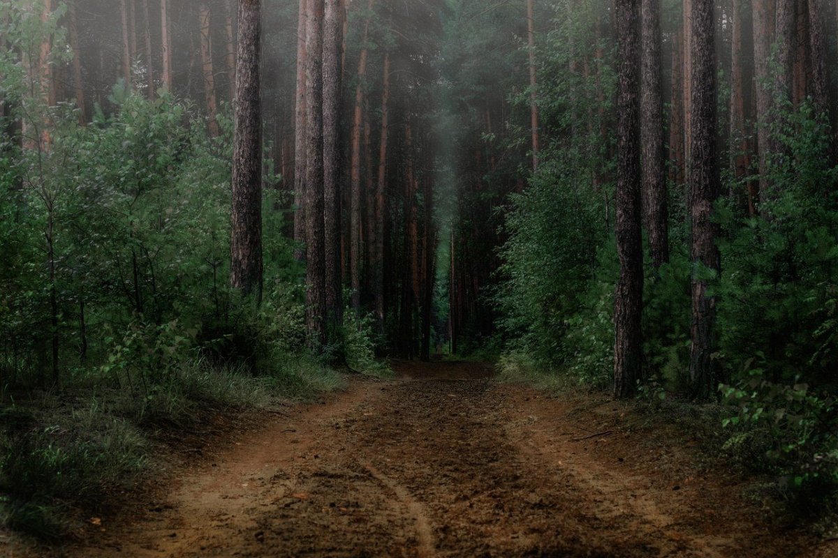 Лесная земля