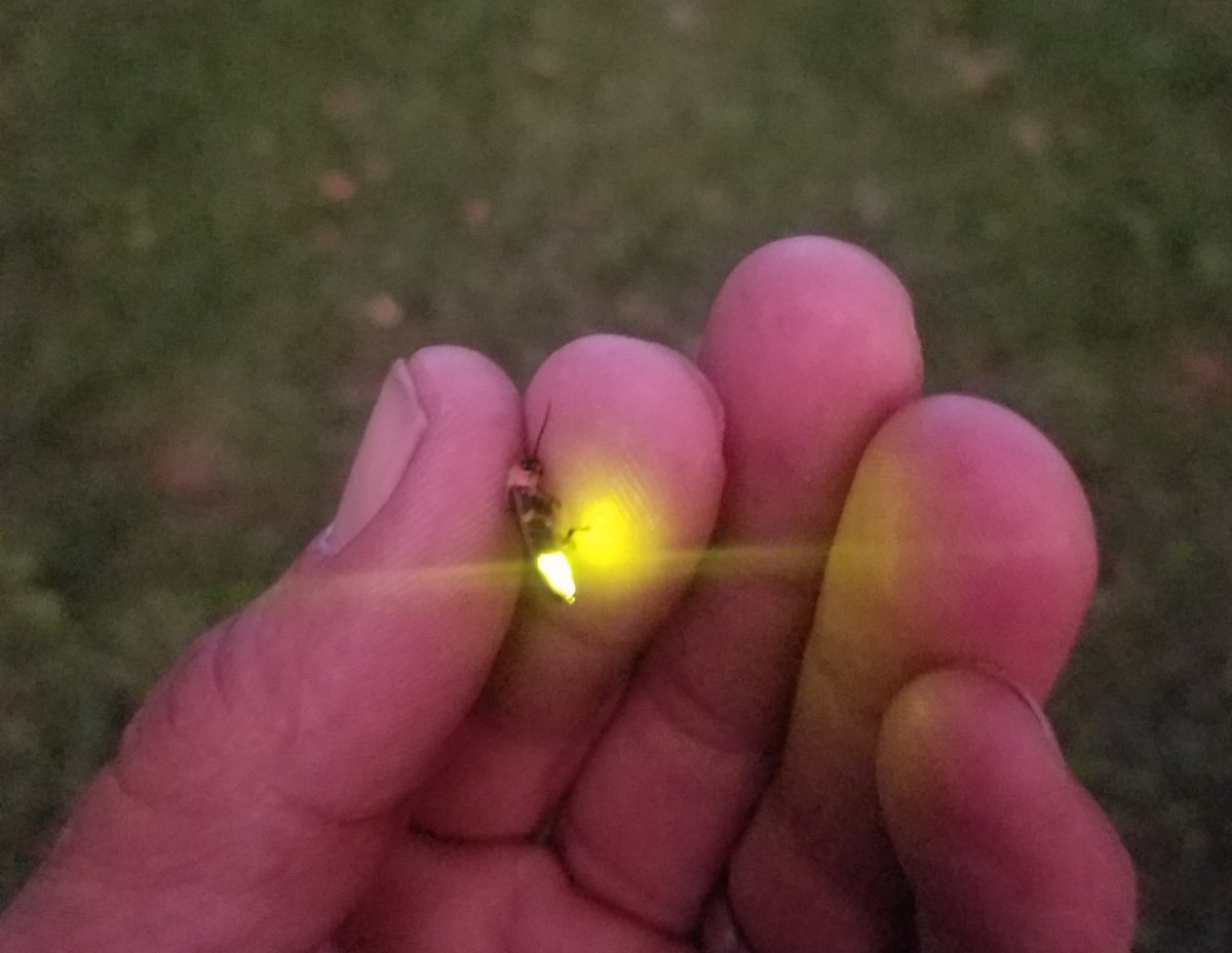 Светлячок в руке