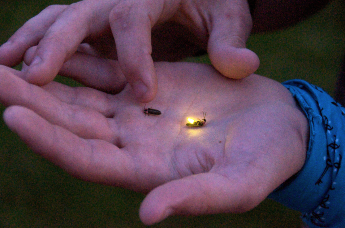 Светлячок в руке