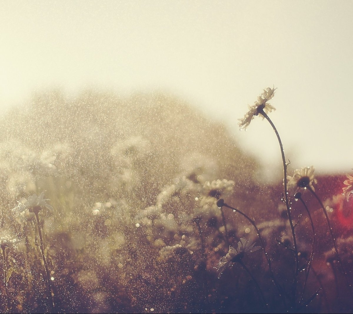 Атмосферные цветы