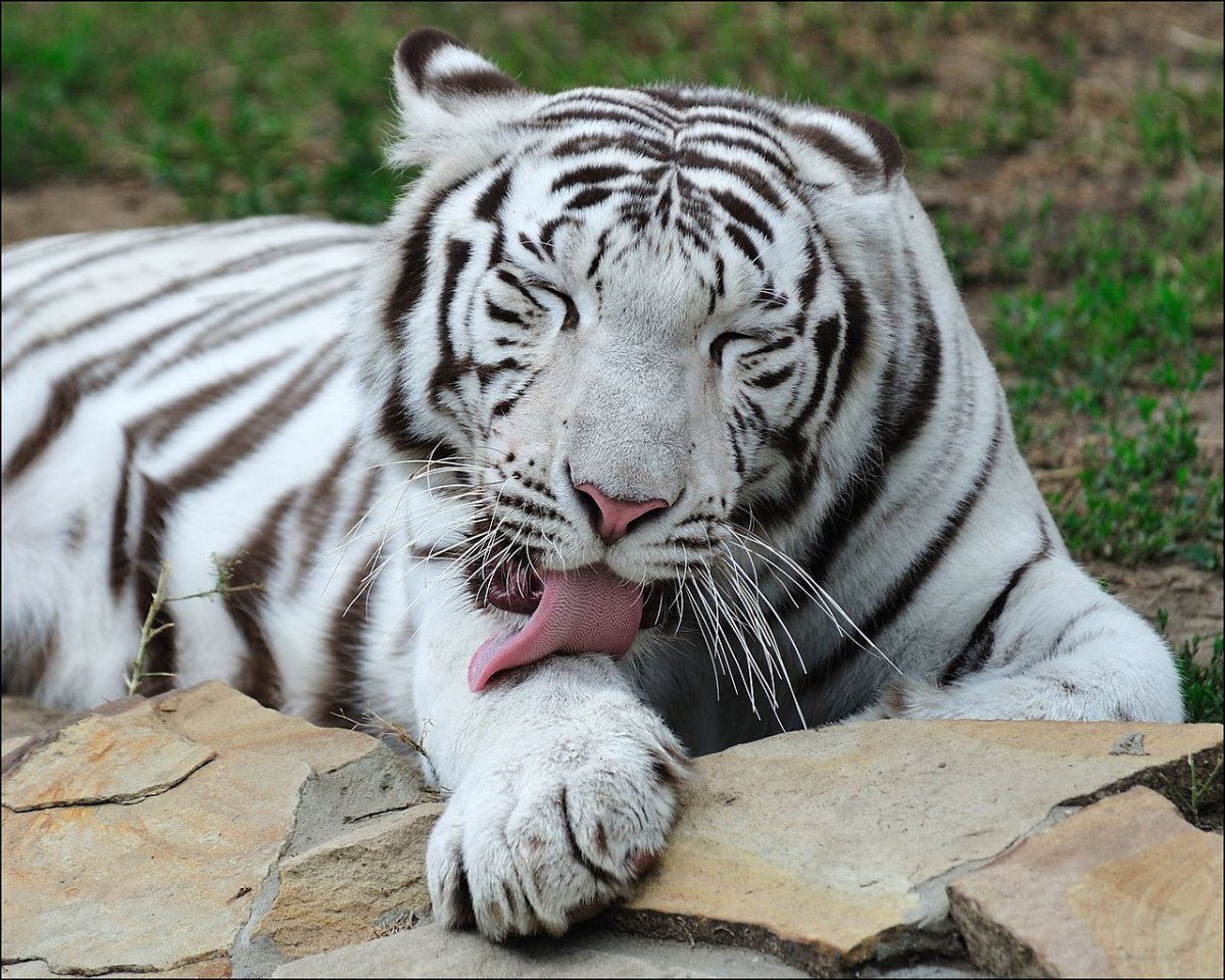 Добрый тигр