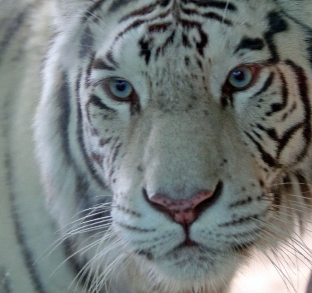 Белый тигр маленький